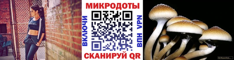 Псилоцибиновые грибы GOLDEN TEACHER купить Люберцы